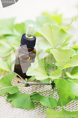 Image of Ginkgo biloba essential oil