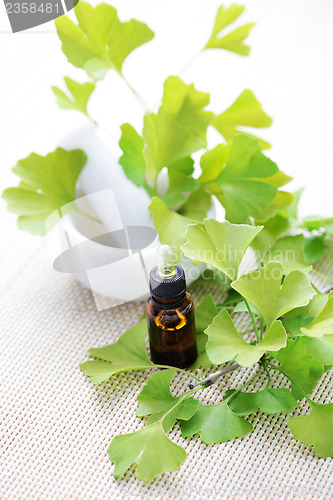 Image of Ginkgo biloba essential oil