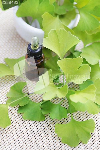 Image of Ginkgo biloba essential oil