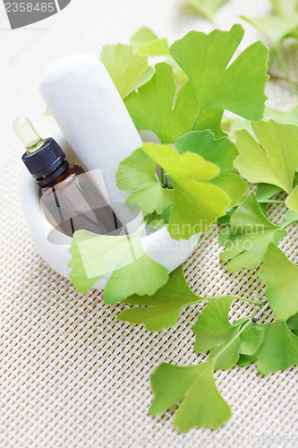 Image of Ginkgo biloba essential oil