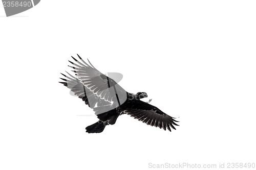 Image of Two crows in mid flight