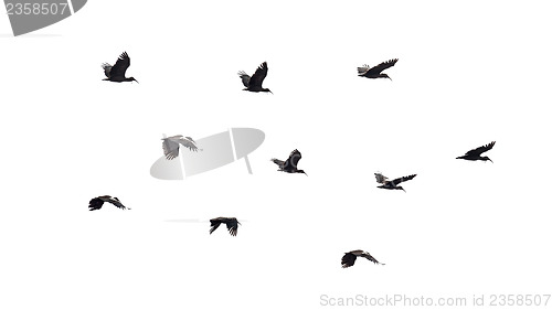 Image of Birds in flight