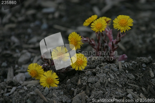 Image of Coltsfoot