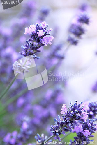 Image of Lavender flowers 