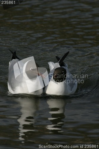 Image of Gulls