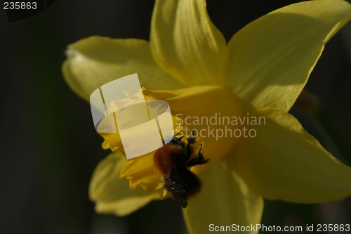 Image of daffodil with bumblebee