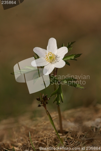 Image of Wood anemone