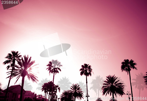 Image of Palm Trees Sunset Retro