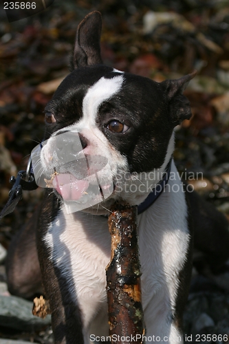 Image of Boston terrier
