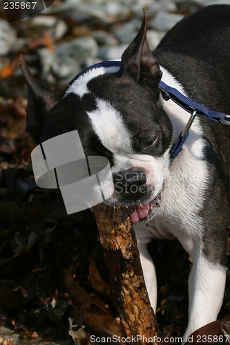 Image of Boston terrier chewing on stick