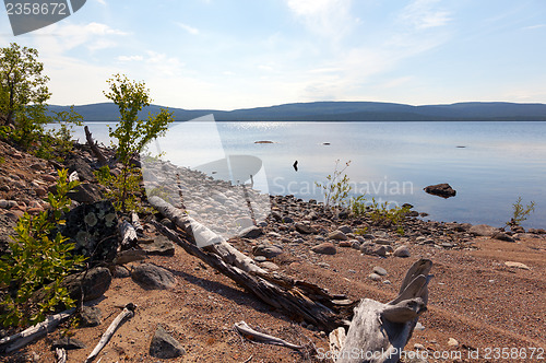 Image of Picturesque snag on the lake in summer day