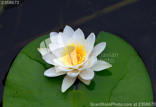 Image of Victoria amazonica, water lily on pond