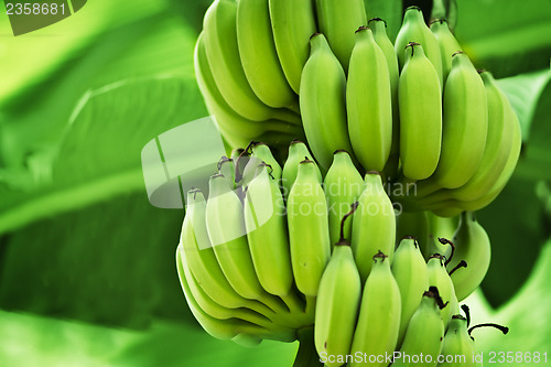 Image of Unripe bananas in the jungle