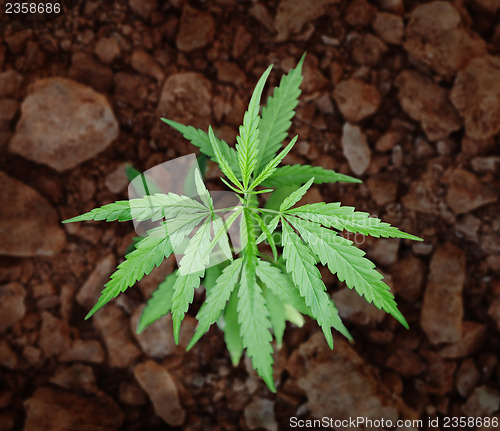 Image of Small bush of hemp - cannabis