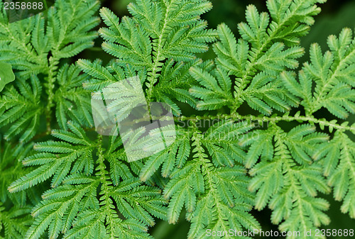 Image of Fern leaves close up