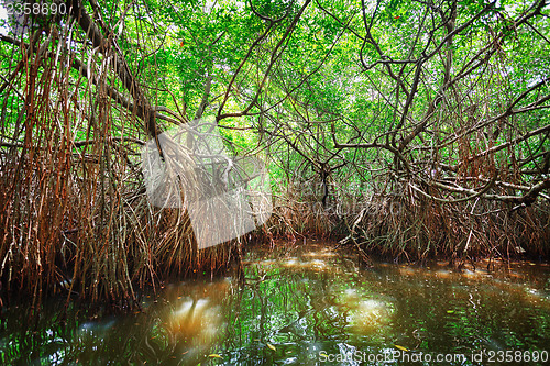 Image of Thickets of mangrove trees in the tidal zone. Sri Lanka