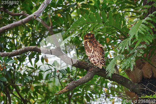 Image of Brown Fish Owl sitting on a tree branch