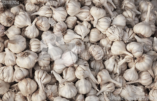 Image of Garlic background