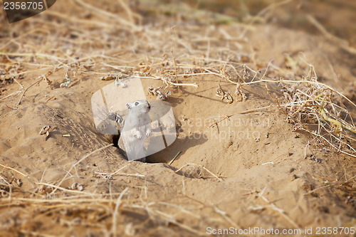 Image of Rodent Indian desert jird (Meriones hurrianae)