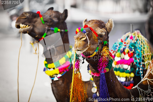 Image of Two camels dressed up for fair. Pushkar, India