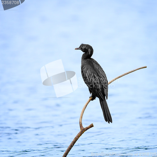 Image of Cormorant on a dry tree above water