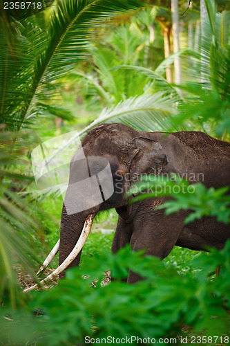 Image of Old asian elephant in the forest