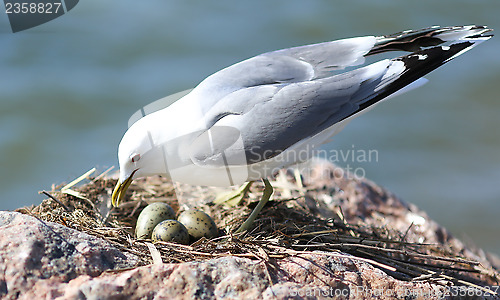 Image of Seagull nesting