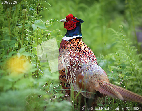 Image of Pheasant