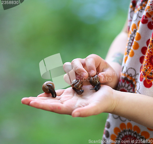 Image of Snails on a Child´s Hands 