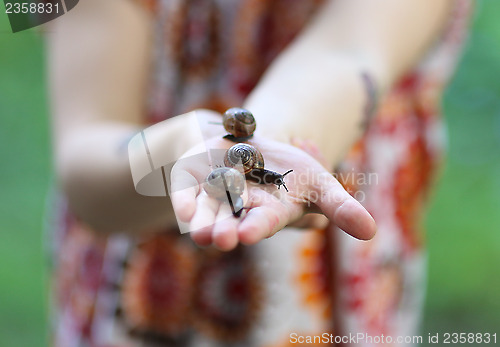 Image of Snails on a Child´s Hands 