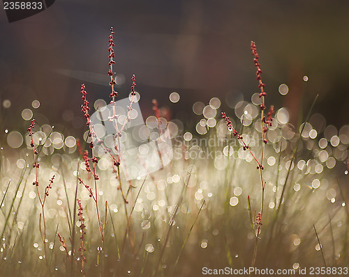 Image of Early Morning