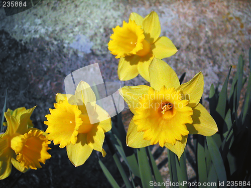 Image of Daffodil