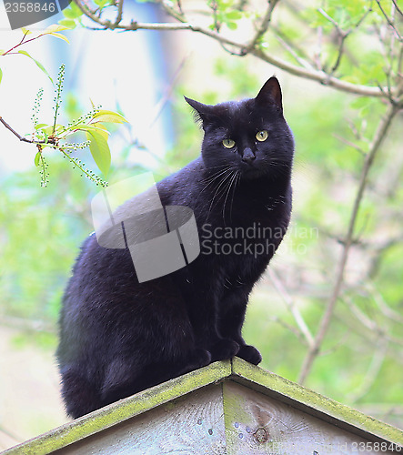 Image of Black Cat