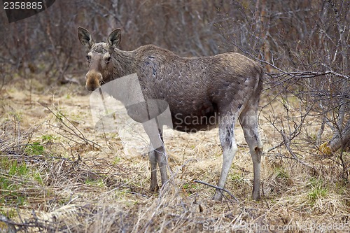 Image of Wild Moose