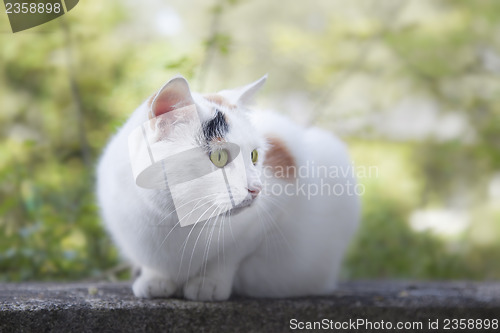 Image of cat portrait