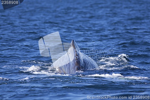 Image of Whale tail