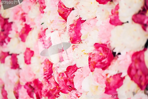 Image of background full of white and pink peonies