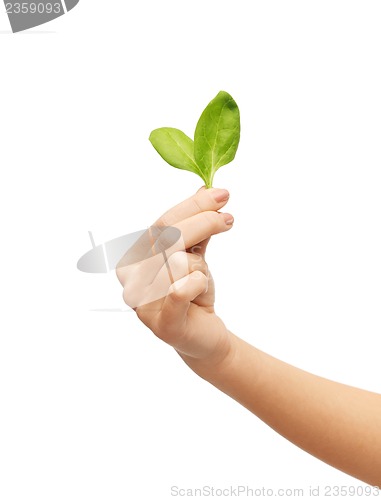 Image of woman hand with green sprout