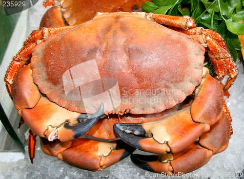 Image of Crab