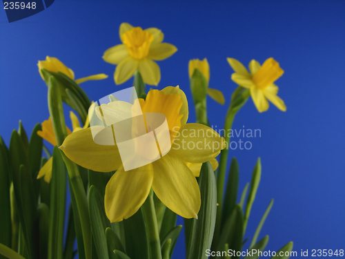 Image of Daffodil