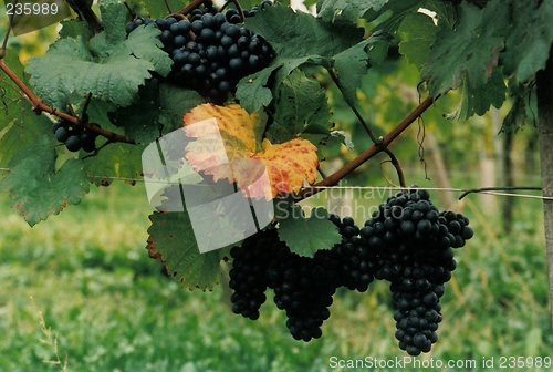 Image of vine