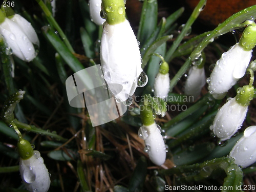 Image of Snowdrops 17.03.2005