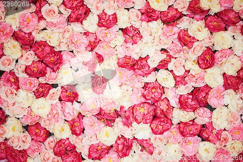 Image of background full of white and pink peonies