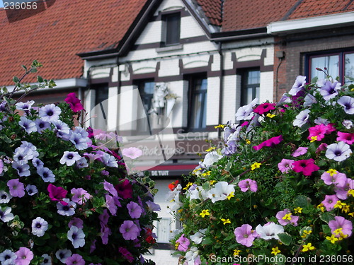 Image of Flowers