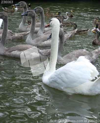 Image of Swan