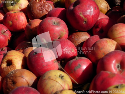 Image of Apples