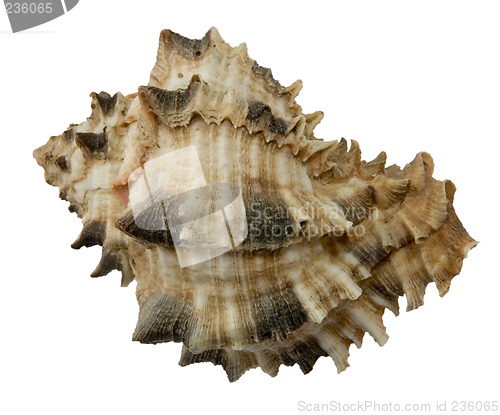 Image of seashell