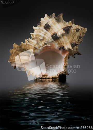 Image of seashell