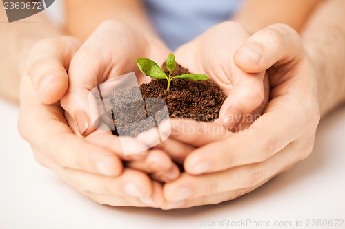 Image of hands with green sprout and ground