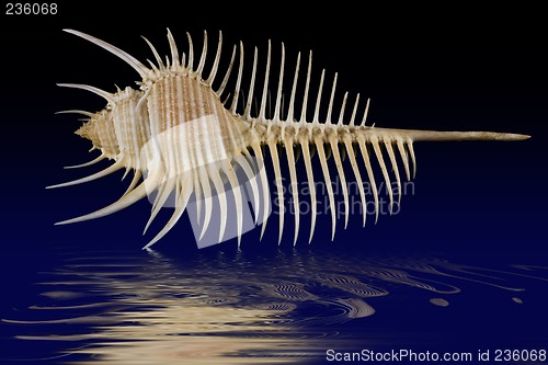 Image of seashell